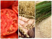 Food prices push yearly SPI to 35