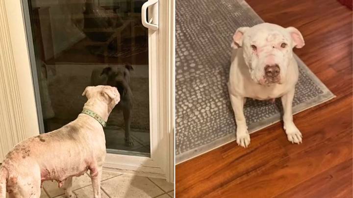California Rescuers Save Abused Dog Who Was Kicked Out And Left To Suffer