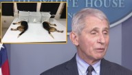 Fauci Hopes His Experiments On Puppies Will Distract Everyone From Experiments He Performed On Humanity For Past 18 Months