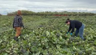'My heart is so full,' says Manitoba farmer after volunteers help save pumpkins from early frost