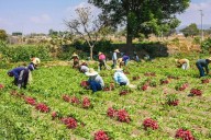 Solo uno de cada 10 agricultores en México tiene acceso a créditos, revela el CNA