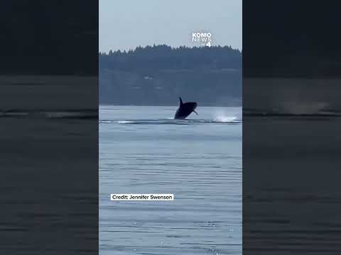 🐋 Killer whales spotted in the Puget Sound in Washington state