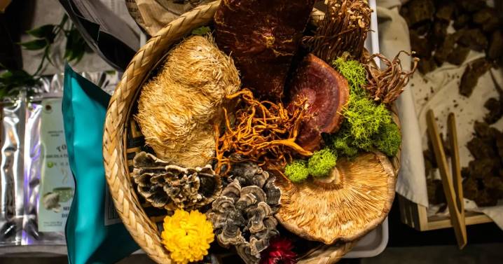 Bogotá celebra la 12ª Feria del Hongo: ciencia, cultura y gastronomía en un solo espacio