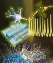 UMass neuron fires at 0.1 V and talks to living cells • The Register