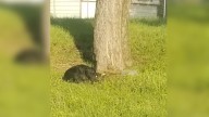 Abandoned Pup Waited For His Texas Owners At The Spot They Left Him In, Not Realizing They Aren’t Coming Back