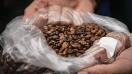 ¿Quiéres que tus plantas crezcan? Prepárate un café