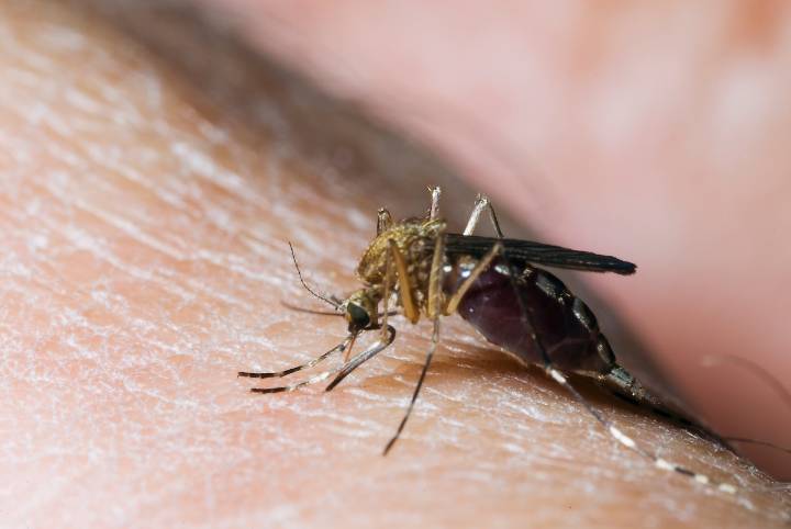 2nd human case of West Nile virus in Mass. this year confirmed