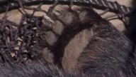 Florida bear hunt move forward, with permits available by lottery
