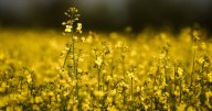 Canola dispute: Canada had 'constructive' talks with China