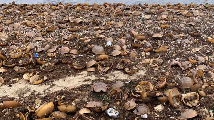 Seeing lots of horseshoe crabs on the beach? Here's why