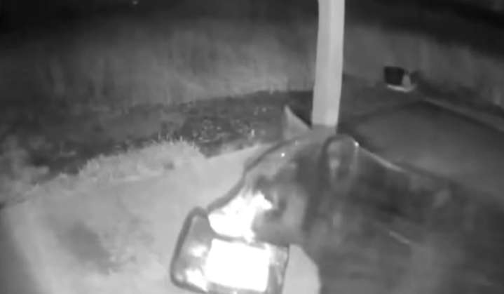 Video of black bear prompts warning by Washington wildlife officials to secure food deliveries