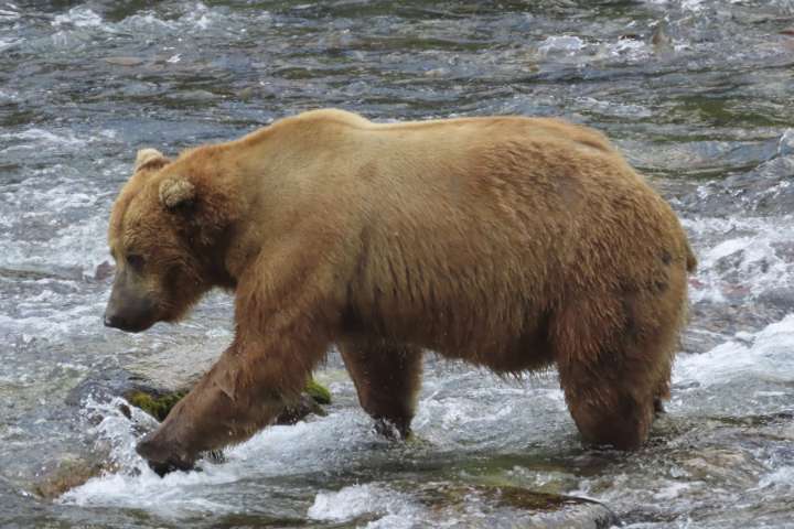Alaska’s Fat Bear Week kicks off with online voting to crown the most oversized ursine