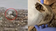 California Rescuers' Hearts Race As They Find An Animal With Its Head Stuck In A Plastic Container