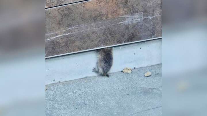 California Sports Arena Staff Finds Furry Creature Trapped In Wall, Then Discovers More Surprises