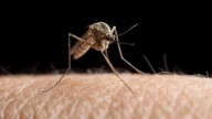 Clark County reports first human case of West Nile virus…