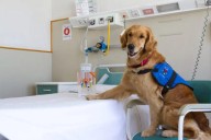 Perroterapia: El poder de un ladrido para la salud #7Sep