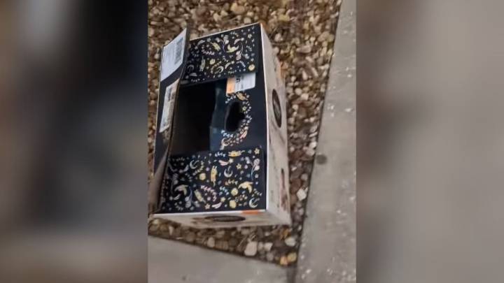 Florida Woman Went To A Vet With Her Rescue Dog Only To Find A Box Filled With Furry Surprises There