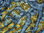 San Fran cat euthanized after bird flu infection tied to raw pet food