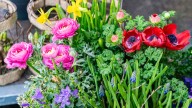 The Only Type Of Bulbs You Should Soak Before Planting (& Why It Matters)