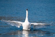 No, Nigel Farage: Eastern Europeans like me aren't eating swans