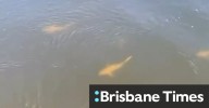 Warning as sharks spotted near site of fatal attack