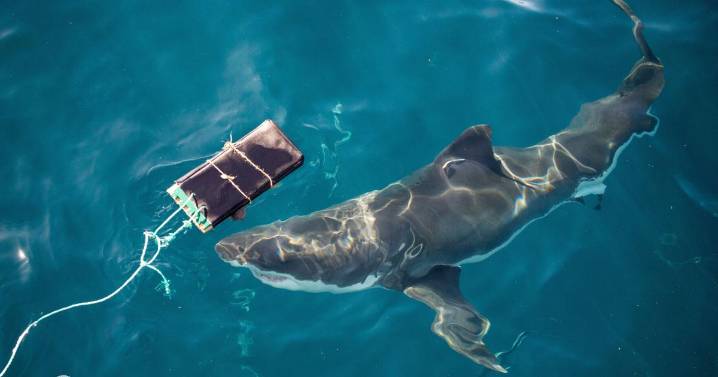 Scientists find new bite-resistant wetsuits can reduce shark bite injuries