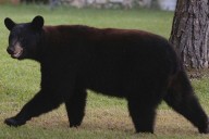 Bear Shot and Killed in Bathroom by Fla. Homeowner After Breaking into House