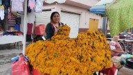 Flor de pericón: eficaz contra los malos espíritus, los insectos y ¡hasta los cólicos!