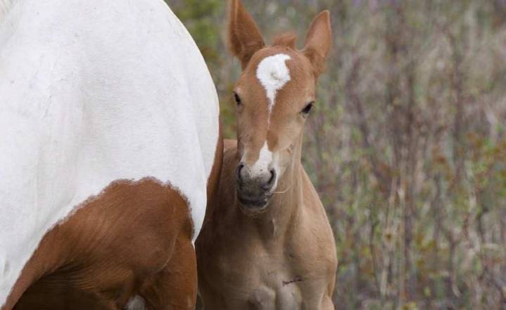 Yukon wild horse community mourn loss of foal struck by vehicle this weekend