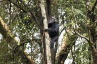 Chimps ingest alcohol daily: study