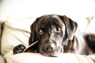 Qué alimento no debes darle nunca a tu perro