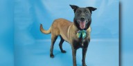 Meet Maggie, a sweet gal with a great smile looking for a fur