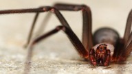 How to identify brown recluse spiders and what to do if one bites you
