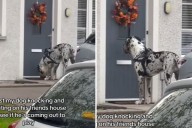 Dog 'Knocking' on Neighbor's Door To See if Friend Can Play Melts Hearts
