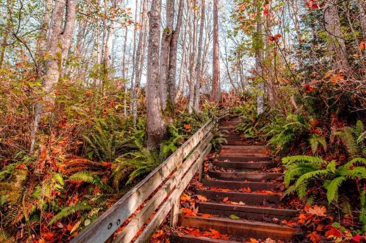 Fall in love with Seattle’s city parks and the unbe-leaf-able wildlife that call our parks home