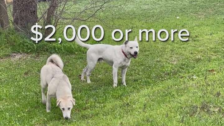 San Antonio boosts fines for animal abandonment, mayor opposes ordinance