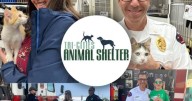 Adopt a pet and meet local firefighters at Tri-Cities Animal Services event