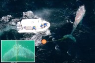 Humpback whale freed from tangled fishing line in 'challenging operation'