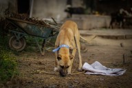Rabies, rage & rights