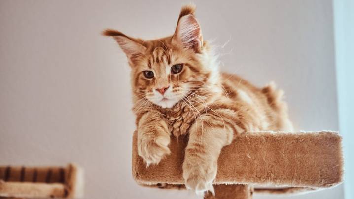 Qué significa que tu gato te ignore, según un veterinario