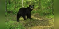 Florida bear harvest permit applications open Friday