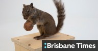 Taxidermy - Melbourne Museum’s new multisensory gallery