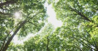 City dwellers spend more time outdoors than countryside residents, study reveals