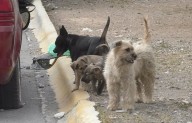 Baja captura de ‘lomitos’ callejeros a 60 cada mes; reduce sacrificios al 80%