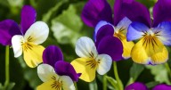 Primavera en casa: cinco flores y trucos de jardinería para tener un patio soñado