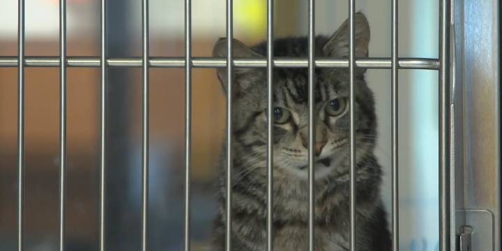 Central Nebraska Humane Society reopens cat adoptions after illness outbreak