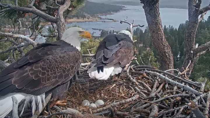 Big Bear housing project proposal reignites habitat concerns among bald eagle fans
