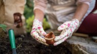 Can This Kitchen Ingredient Keep Your Freshly Planted Bulbs Safe From Pests? Here's What To Know