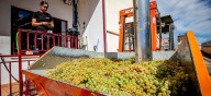 Rioja afronta la cosecha más corta de las últimas tres décadas