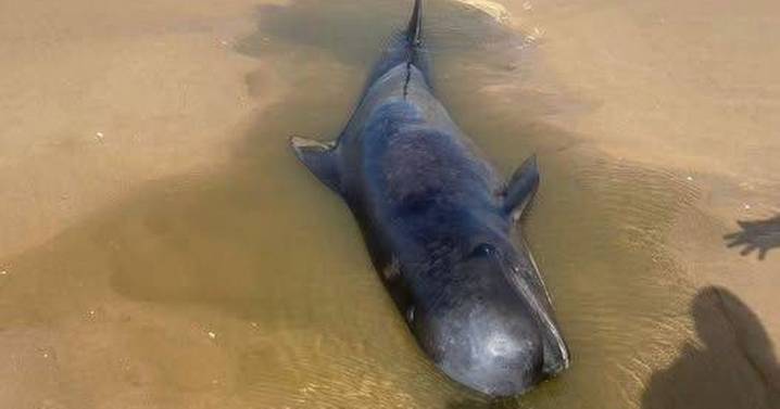 Rare whale washed up on UK beach as experts scramble to identify creature
